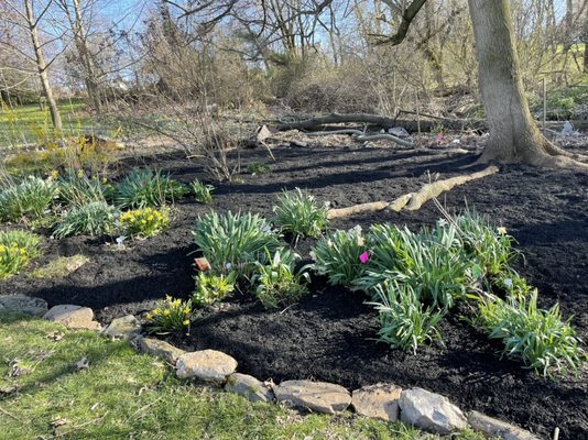 Our most recent mulch job where we did weeding, trimming, and built a rock border.