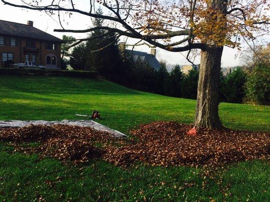 Leaf Clean up in West Knoxville