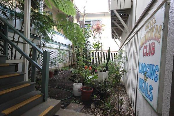 Somewhat of a courtyard/garden. This is where the coqui hide at night.