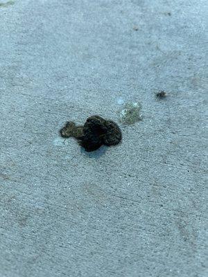 Duck poop in the picnic area.  Plenty to go around.  LOL!