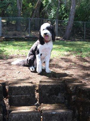 Stinky Dog pampered Walter today and he's ready for this summer heatwave. This handsome boy says "thank you Stinky Dog Grooming"