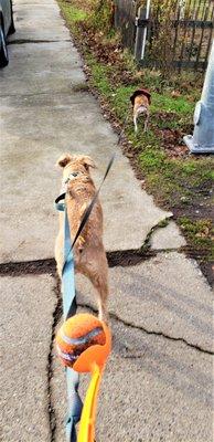 Going to play a little Chuck-it with Mr. Winston and Miss Daisy!