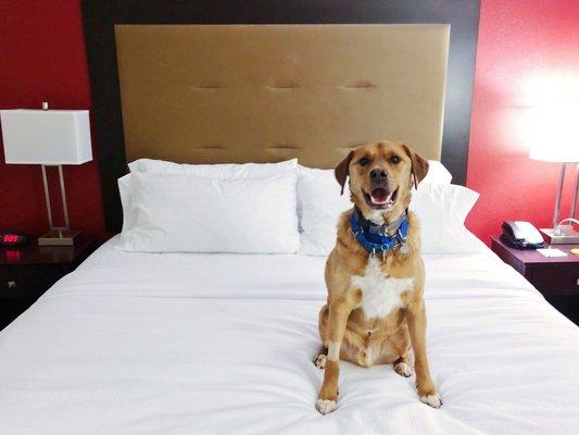 Porter loves dog-friendly hotels! Especially the fluffy beds and kind staff at Monroeville Holiday Inn!