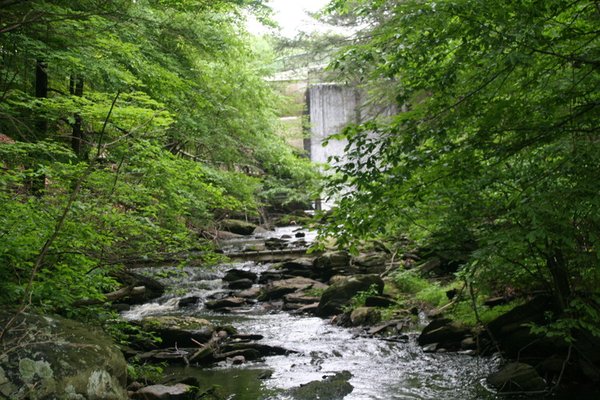 Stream + Bass Lake Dam