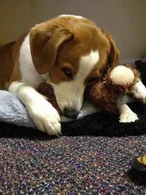 Chuck, one of Dr Lazas' dogs.  Dr Lazas recommends an annual exam with a fecal exam and a heartworm test.  She uses three year vaccinatons.