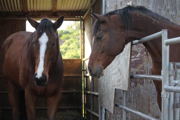 My horse (on the left) and his neighbor :)