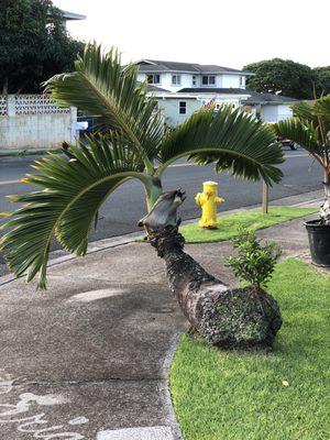 Red Bottle Palm .. our children & g'children have all taken their 1st day of school photo's on this sweetheart. So many amazing memories ..