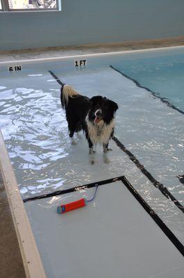 Border collie in indoor pool.