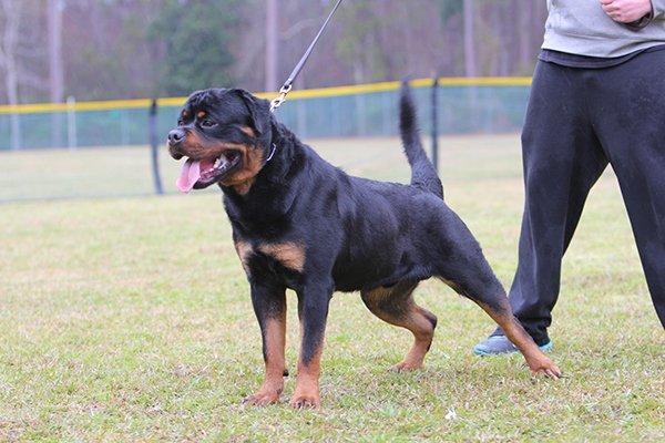 Von Muntz Rottweilers