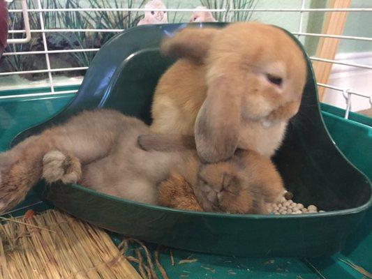 Our lovable bunnies, Charlie and Leo