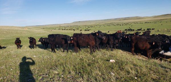 Our cows eat grass inactual padtures where it grows each summer.