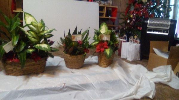 Potted plants