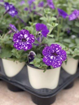 Night sky petunia