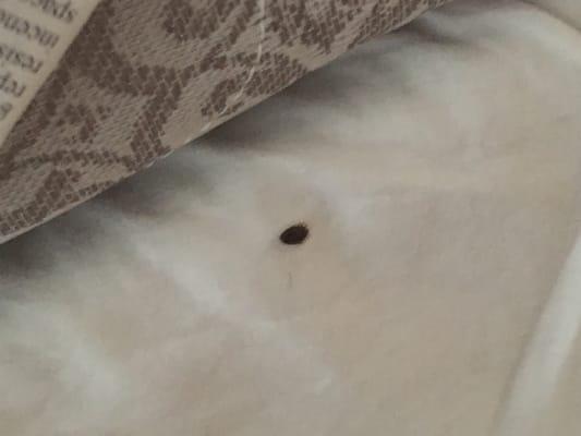 Bed Bug infestation