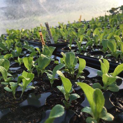 Bok Choy seedlings in the green house