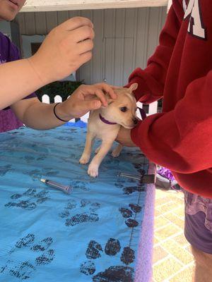 happy pup