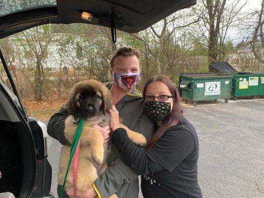 Puca our little Leonberger girls first visit!