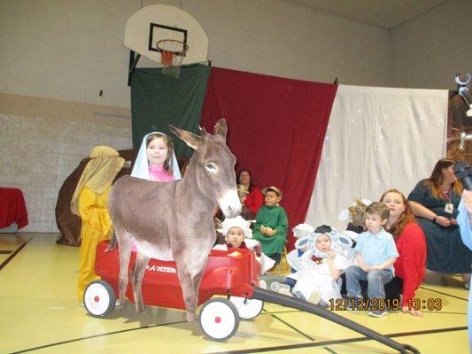 Mary riding her donkey to the Inn. Nativity Play