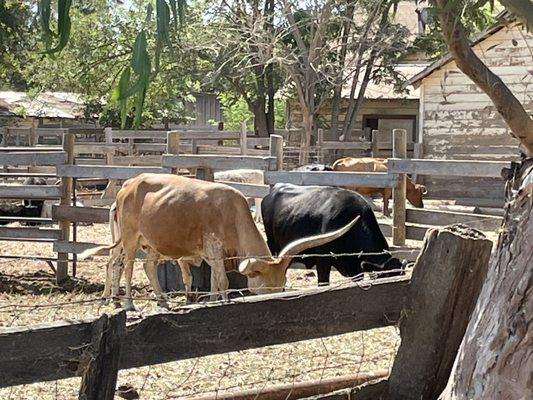 Is that Coby Cattle?  Two are Texas Longhorn,   The one with the Giant Horns is from Africa.