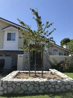 Picking the right tree to accent this home with stone work was crucial. The Evergreen Flowering Pear did the job.