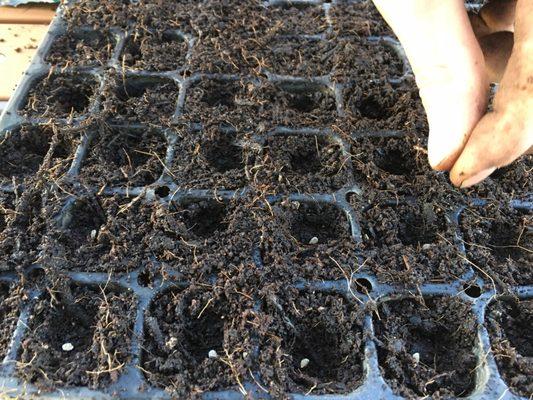 Seeding tomatoes.