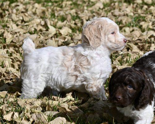 AVAILABLE Bow Creek Brittany Spoodles!Noodle-male