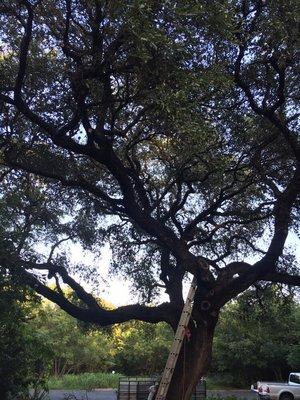 Cleaned dead and suckers out of oak tree