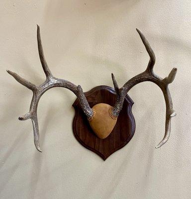 Classic antler mount with a walnut panel