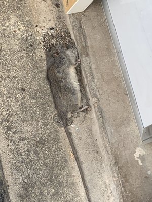 Dead rat found in unit