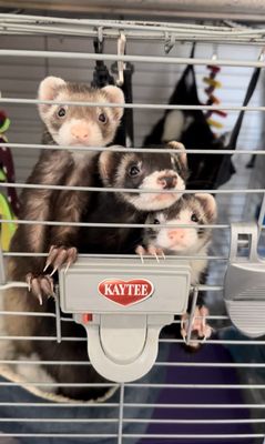 Ferrets