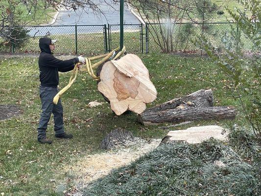 The silver maple trunk's base.