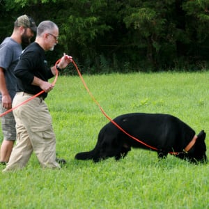 K9 Training