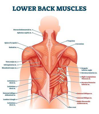 back muscles