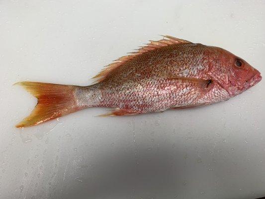 Red Snapper