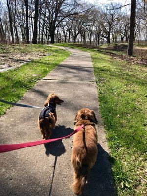 Walking the dogs along the butterfly garden trails