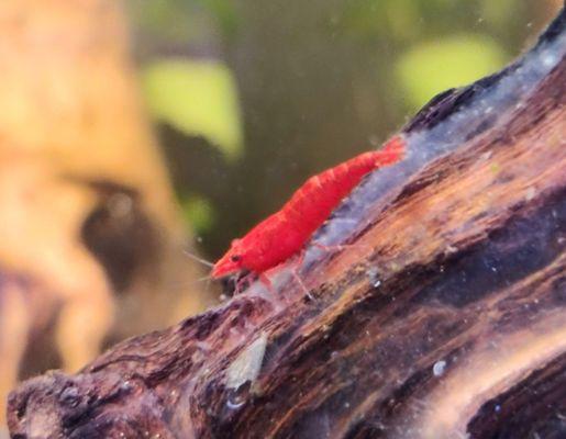 Cherry shrimp