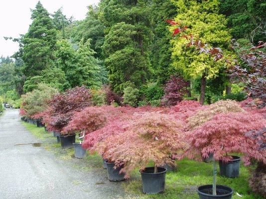 Wells Nursery Wholesale not open to the public