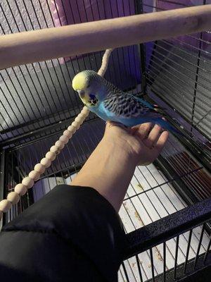 My bird