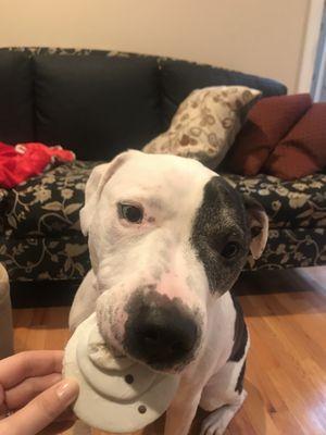 Petey enjoying his snowman cookie back at home!