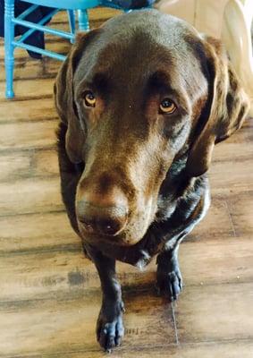 BJ the dapper lab