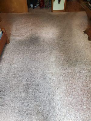 Professional Carpet Cleaning