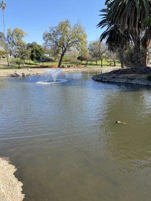 Pond Area with Fountain, Ducks and Geese