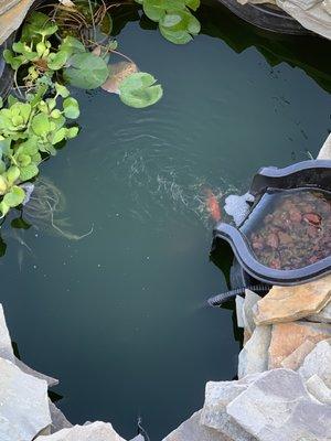 Tropic Bay Water Gardens