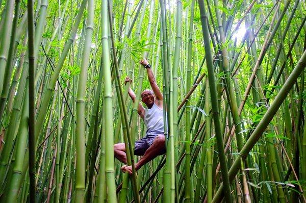 Bamboo forest