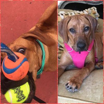 Kiaba, Rhodesian Ridgeback, pvt training. Check out the hair on her back going the opposite direction.