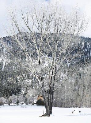 Snowy tree