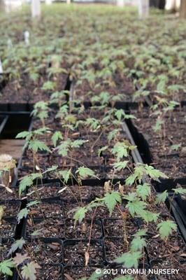 Seedlings, 2nd flush of growth (They will be used to graft onto.)