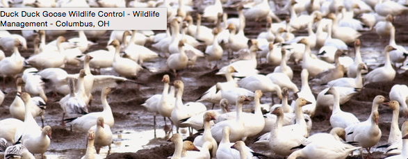 Duck Duck Goose Wildlife Control