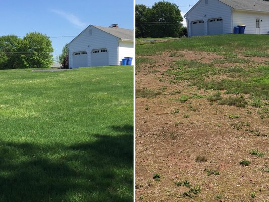 Overseeding service before and after photo.