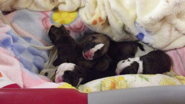 Litter of puppies that was born Via C-section on Feb 26 is bundled up and ready to head home